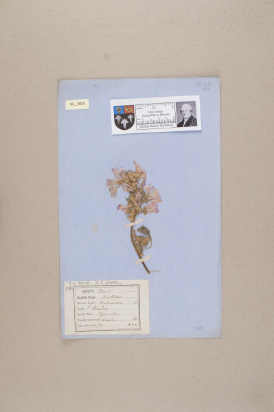 image NHM_HH_10.33-2010