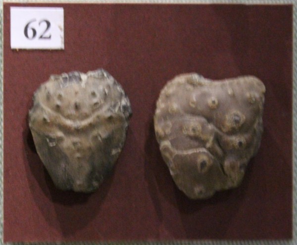 NHM.523-2017 image NHM.523-2017