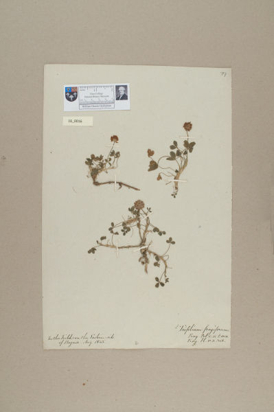image NHM_HH_16.16-2010