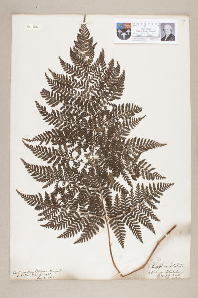 NHM_HH_5.48-2010 image NHM_HH_5.48-2010
