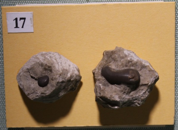 image NHM.478-2017