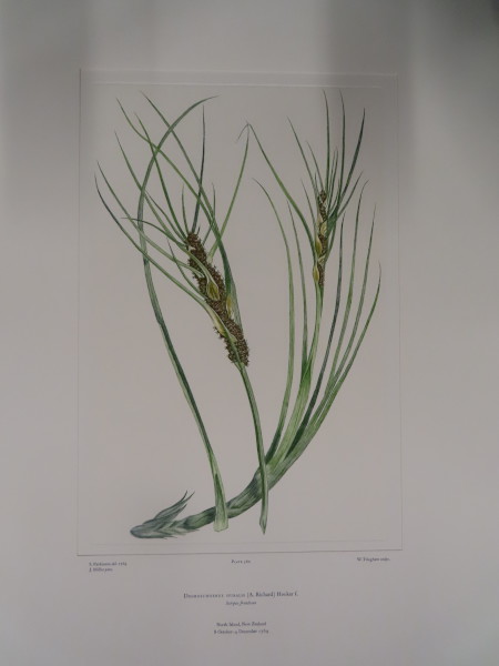 image FDA-E.2916_26_25-2016