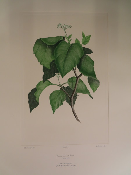 FDA-E.2916_30_16-2016 image FDA-E.2916_30_16-2016