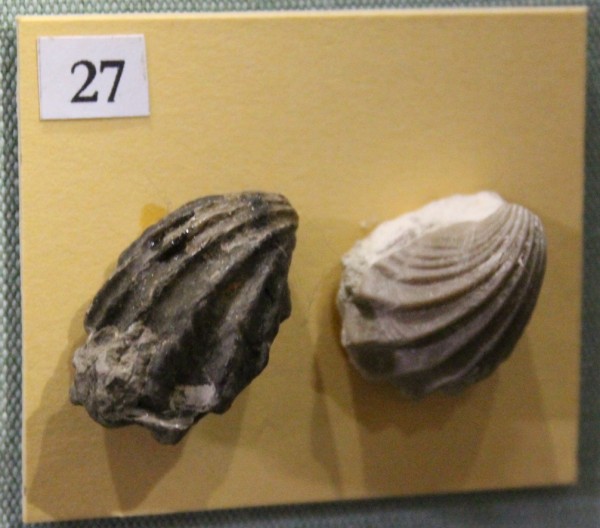 image NHM.488-2017