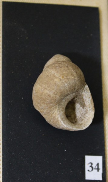 image NHM-FT.34-2016