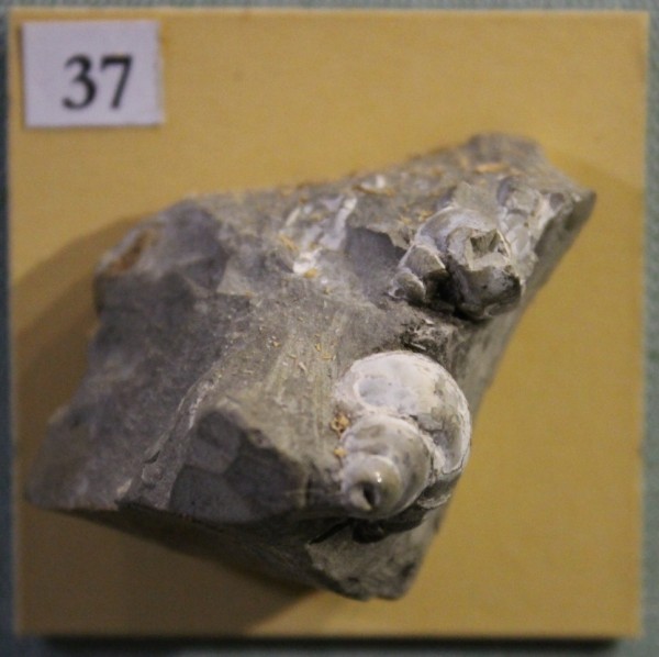 image NHM.498-2017