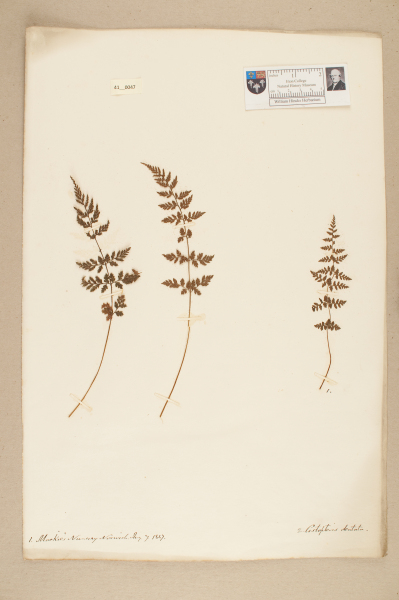 NHM_HH_41.47-2010 image NHM_HH_41.47-2010