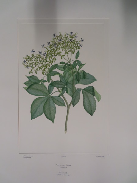 FDA-E.2916_18_10-2016-A image FDA-E.2916_18_10-2016-A