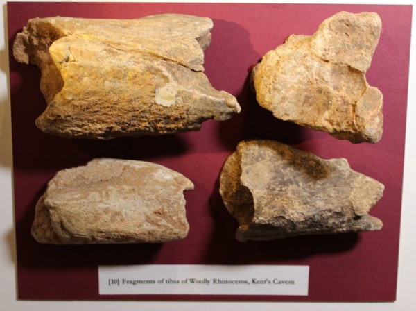 image NHM.181-2016