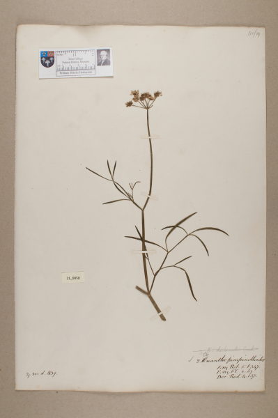 image NHM_HH_21.50-2010