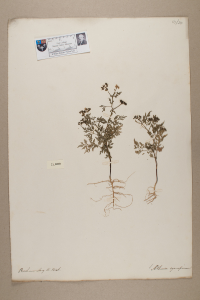 image NHM_HH_21.60-2010