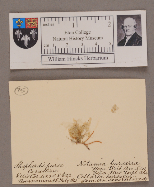 NHM_HH_1.75-2010 image NHM_HH_1.75-2010