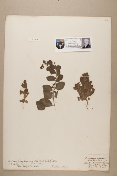 image NHM_HH_25.14-2010