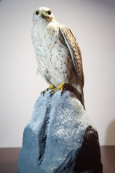 image NHM-GT.70-2016