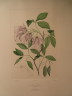 image FDA-E.2916_28_5-2016