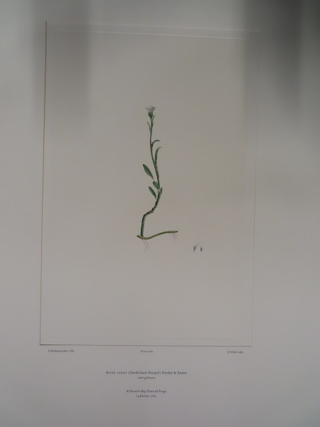 image FDA-E.2916_33_11-2016