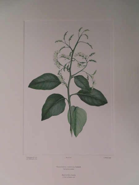 image FDA-E.2916_10_21-2016-A