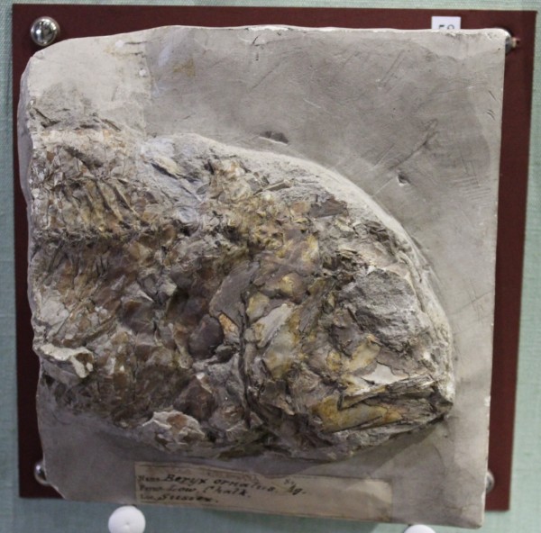 image NHM.519-2017