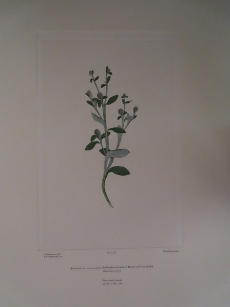 FDA-E.2916_8_6-2016 image FDA-E.2916_8_6-2016