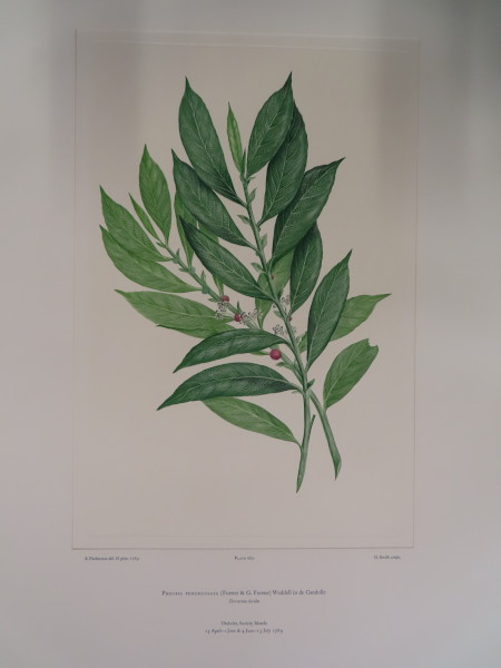 image FDA-E.2916_31_13-2016