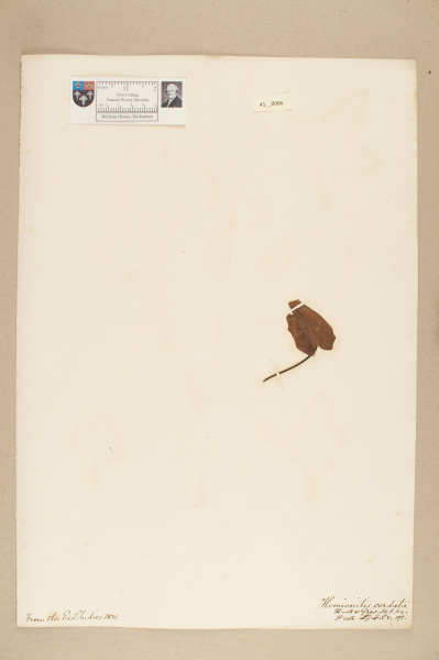NHM_HH_41.66-2010 image NHM_HH_41.66-2010
