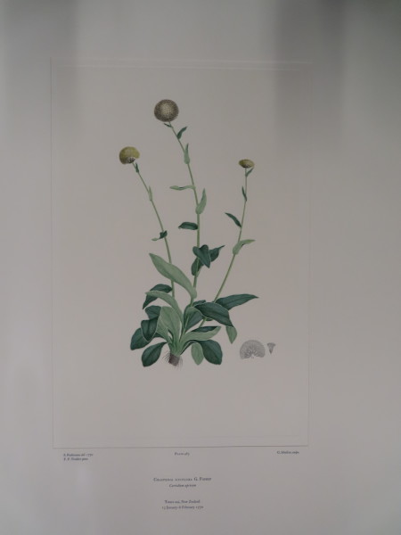image FDA-E.2916_23_19-2016-A