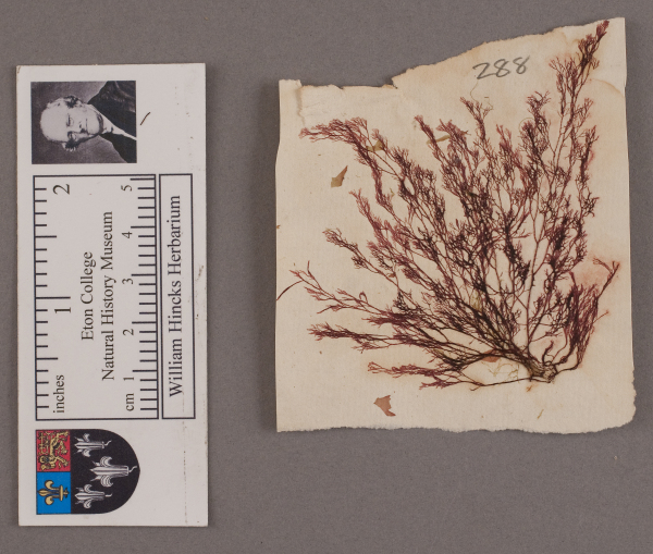 NHM_HH_1.288-2010 image NHM_HH_1.288-2010