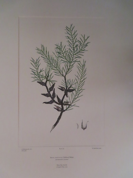 image FDA-E.2916_13_14-2016