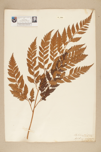 NHM_HH_41.84-2010 image NHM_HH_41.84-2010