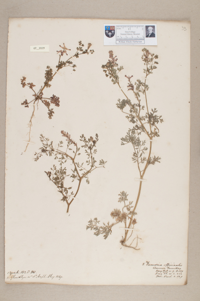 image NHM_HH_7.119-2010