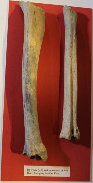 image NHM.278-2016