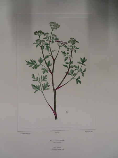 FDA-E.2916_33_8-2016 image FDA-E.2916_33_8-2016