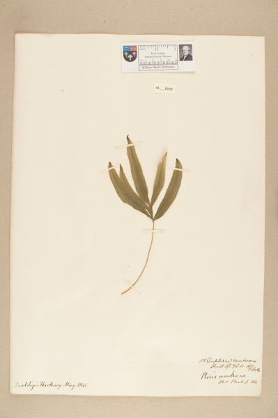 NHM_HH_41.159-2010 image NHM_HH_41.159-2010