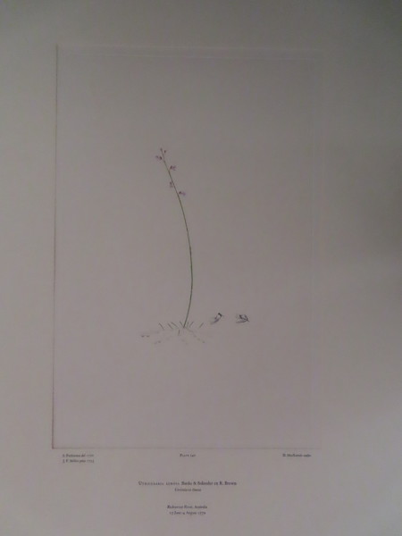 image FDA-E.2916_11_18-2016