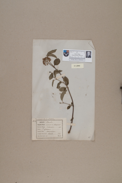 image NHM_HH_17.40-2010
