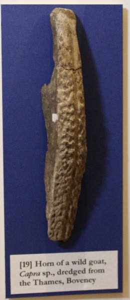 image NHM.288-2016