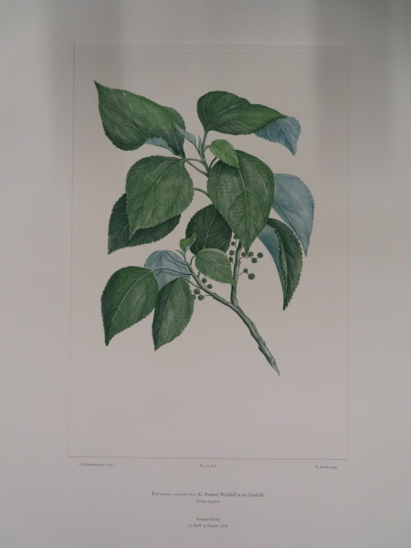 image FDA-E.2916_31_9-2016
