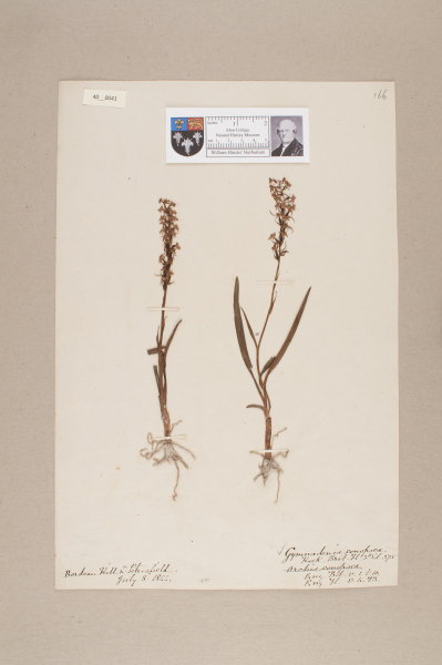 NHM_HH_40.41-2010 image NHM_HH_40.41-2010