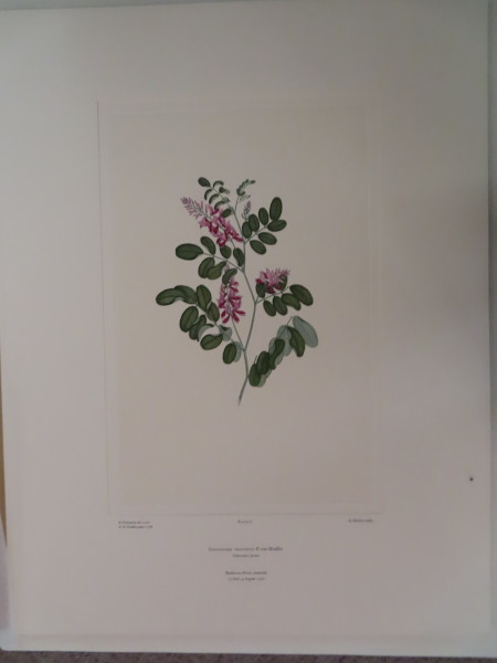 image FDA-E.2916_3_19-2016