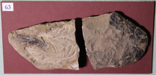 image NHM.524-2017