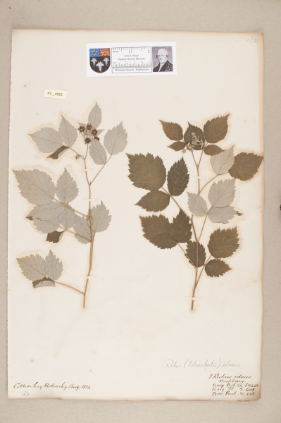 NHM_HH_43.55-2010 image NHM_HH_43.55-2010