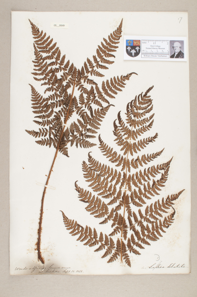 NHM_HH_5.49-2010 image NHM_HH_5.49-2010