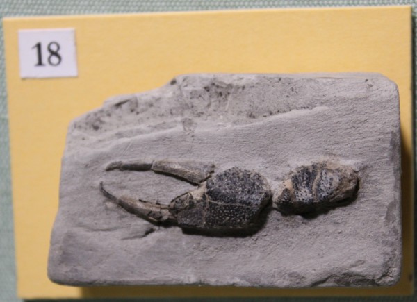 image NHM.479-2017