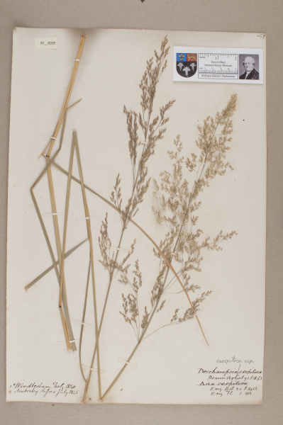 image NHM_HH_35.19-2010
