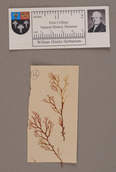 NHM_HH_1.46-2010 image NHM_HH_1.46-2010