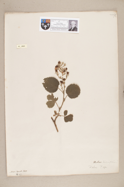 NHM_HH_43.64-2010 image NHM_HH_43.64-2010