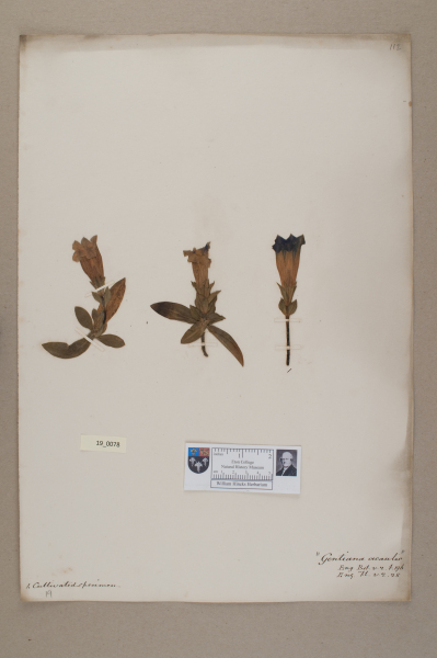 image NHM_HH_19.78-2010