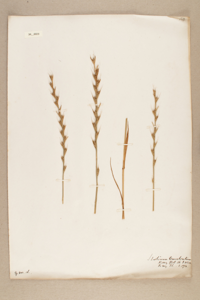 image NHM_HH_34.23-2010
