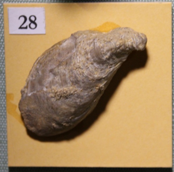 NHM.489-2017 image NHM.489-2017