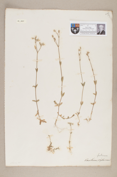 image NHM_HH_9.37-2010
